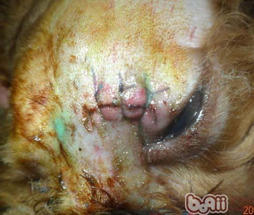 狗狗头部外伤怎么处理